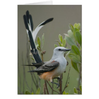 Scissor-tailed Flycatcher (Tyrannus forficatus)