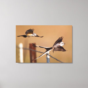 Scissor-Tailed Flycatchers (Tyrannus Forficatus) Canvas Print