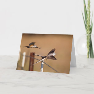 Scissor-Tailed Flycatchers (Tyrannus Forficatus) Card