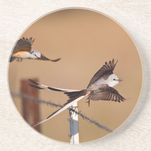 Scissor-Tailed Flycatchers (Tyrannus Forficatus) Coaster (Front)