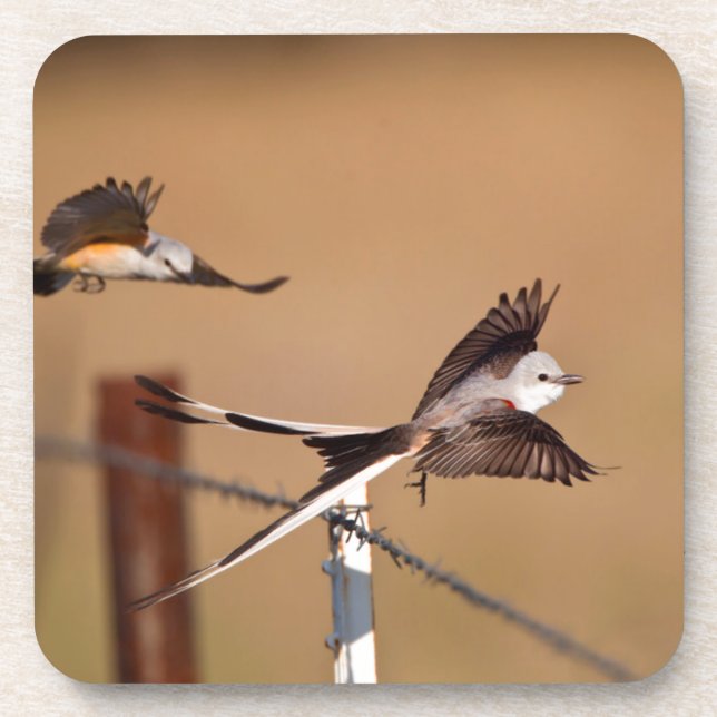 Scissor-Tailed Flycatchers (Tyrannus Forficatus) Coaster (Front)