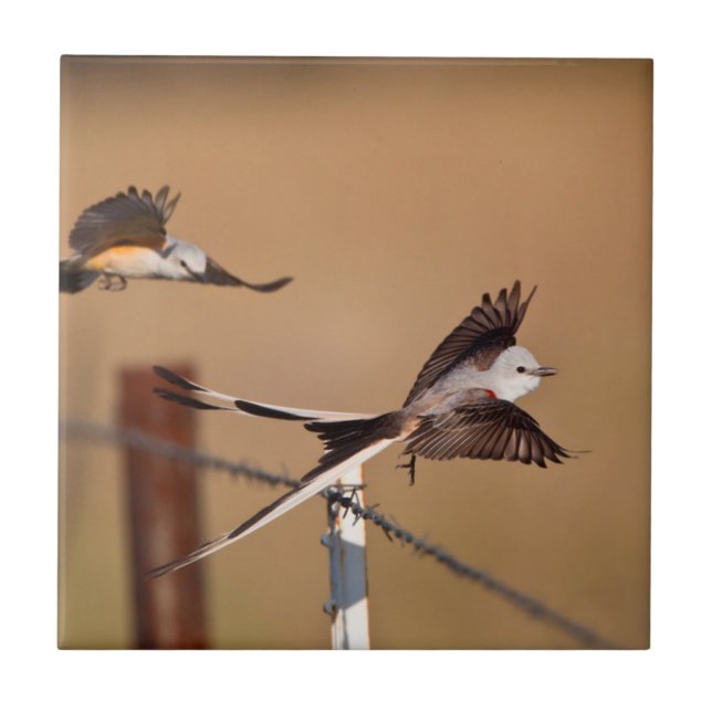 Scissor-Tailed Flycatchers (Tyrannus Forficatus) Tile (Front)