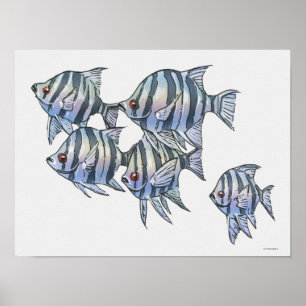 Scissortail Sergeant Poster