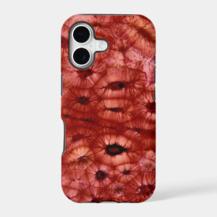 Sclerenchyma Cells from a Cherry Pit