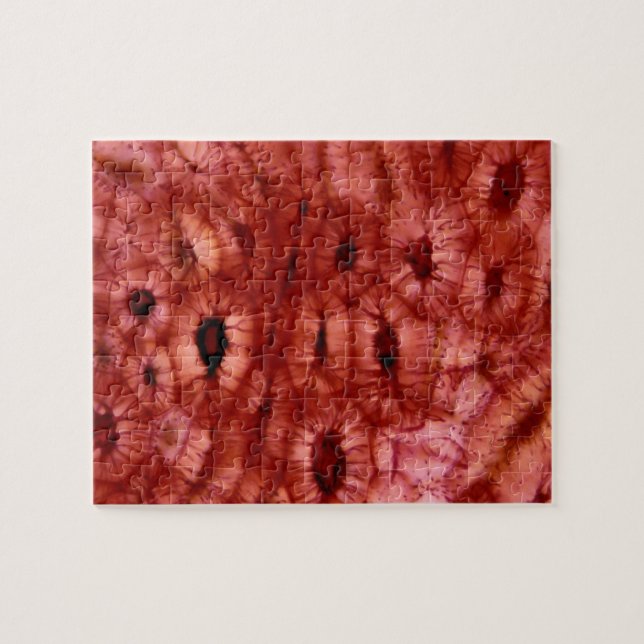 Sclerenchyma Cells from a Cherry Pit Jigsaw Puzzle (Horizontal)