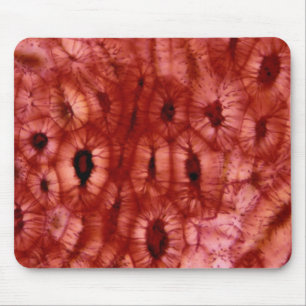 Sclerenchyma Cells from a Cherry Pit Mouse Mat