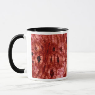 Sclerenchyma Cells from a Cherry Pit Mug