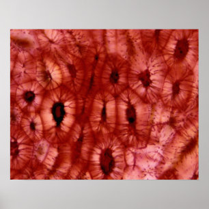 Sclerenchyma Cells from a Cherry Pit Poster
