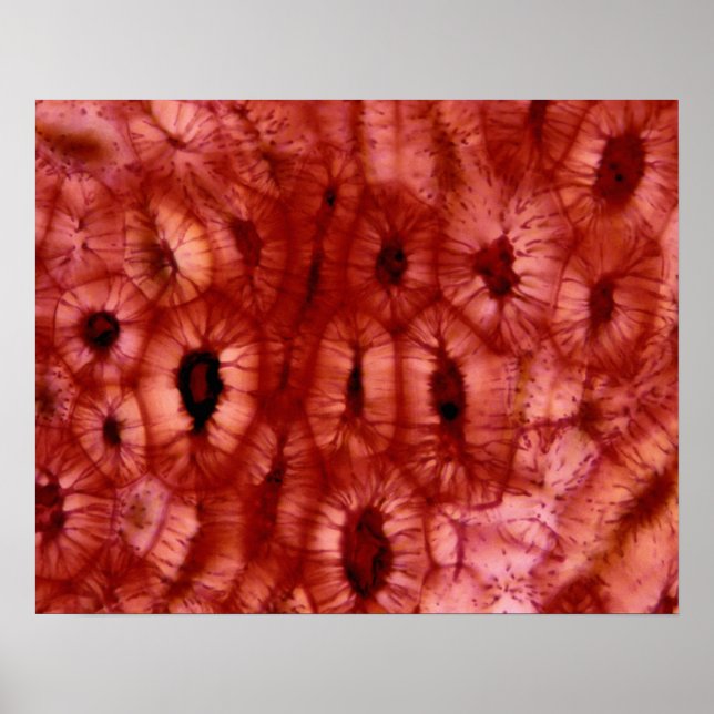 Sclerenchyma Cells from a Cherry Pit Poster (Front)