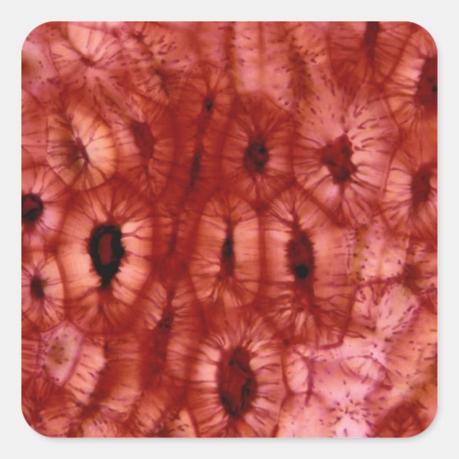 Sclerenchyma Cells from a Cherry Pit Square Sticker (Front)