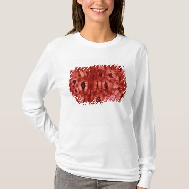 Sclerenchyma Cells from a Cherry Pit T-Shirt (Front)