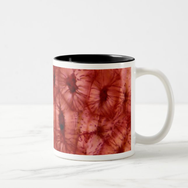 Sclerenchyma Cells from a Cherry Pit Two-Tone Coffee Mug (Right)