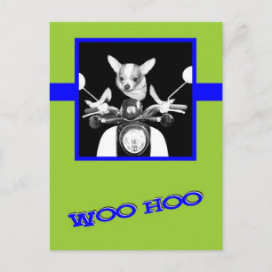 Scooter Chihuahua Postcard
