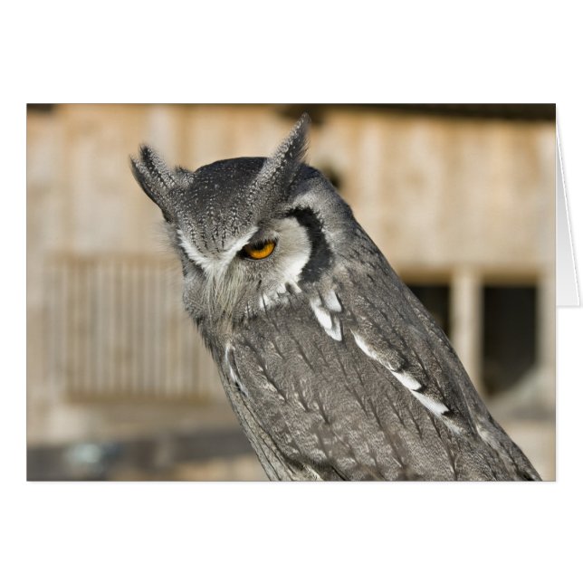 Scops Owl Landscape Card (Front Horizontal)