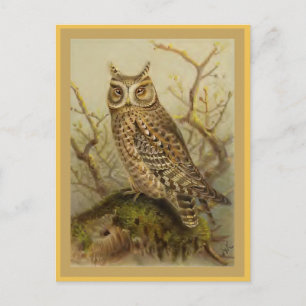 Scops Owl Vintage Bird Illustration Postcard