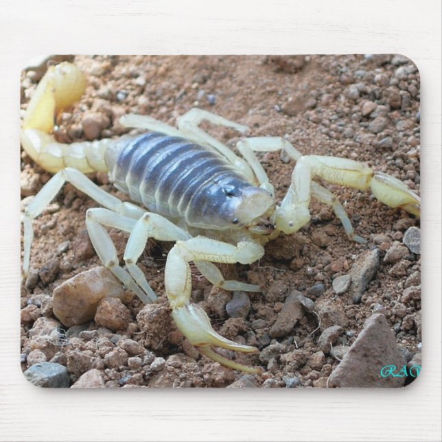 scorpion 343 mouse mat (Front)