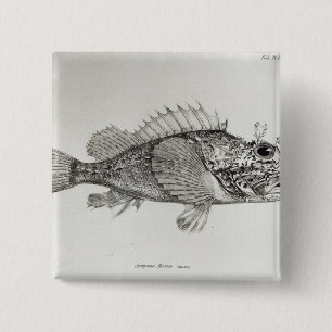 Scorpion Fish 15 Cm Square Badge