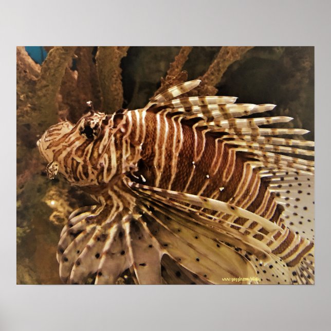 Scorpion fish photography poster (Front)