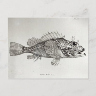 Scorpion Fish Postcard