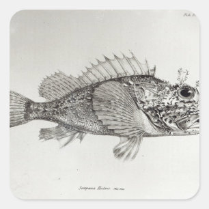 Scorpion Fish Square Sticker