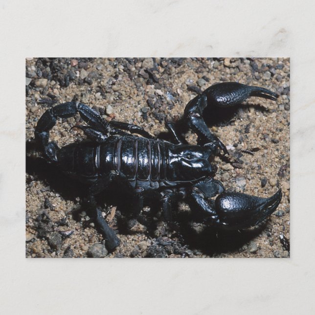 Scorpion Postcard (Front)