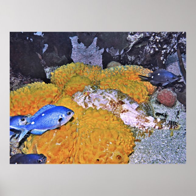 Scorpionfish on Yellow Sponge Poster (Front)