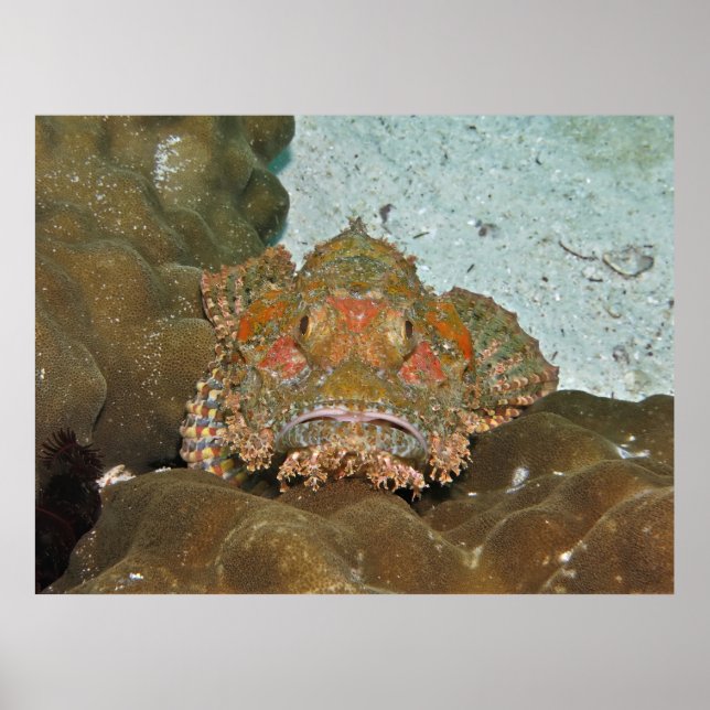 Scorpionfish Stare-down Poster (Front)