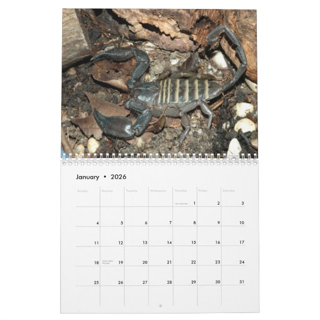 Scorpions Wall Calendar (Jan 2026)