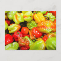 Scotch Bonnet Chilli Peppers