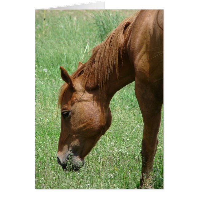 Scotch in Early Summer (Front)