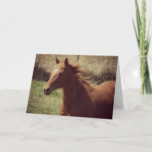 Scotch in Motion all occasions Card