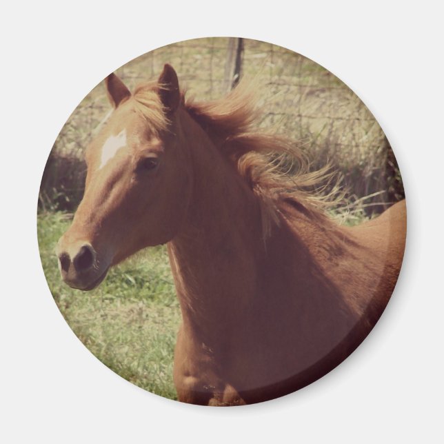 Scotch in Motion Magnet (Front)