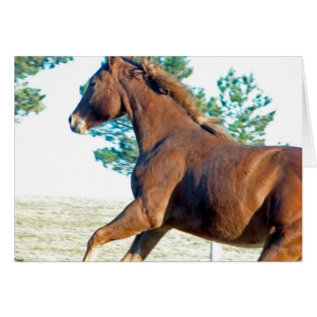 Scotch the Horse (Front Horizontal)