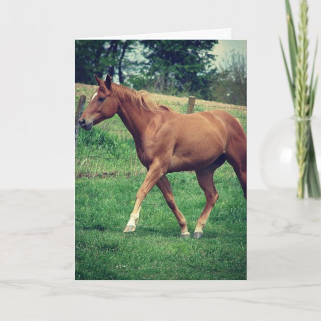 Scotch the Horse, Birthday Card (Front)