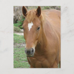 Scotch the Horse Postcard