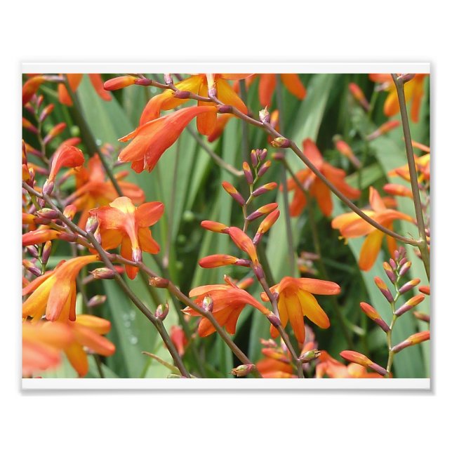 Scotland Florals Photo Print (Front)