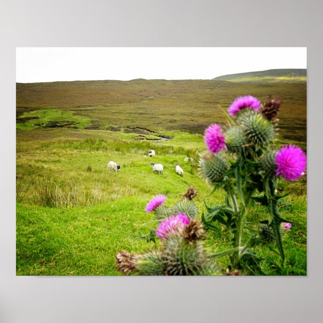 Scotland Highlands Thistle Landscape Poster (Front)