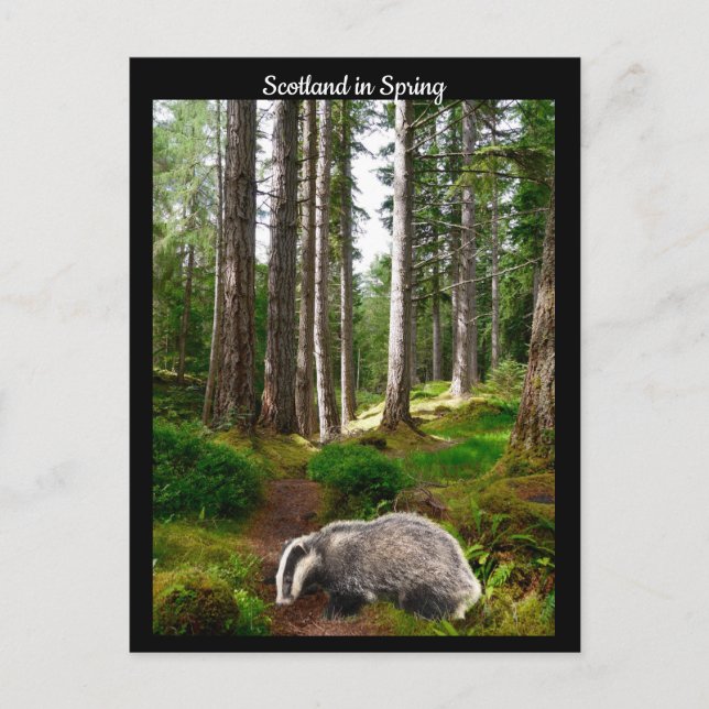 Scotland in Spring Postcard (Front)