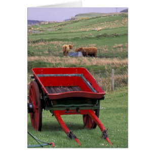 Scotland, Isle of Skye, Kilmuir. Farm animals