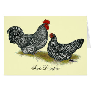 Scots Dumpy Chickens
