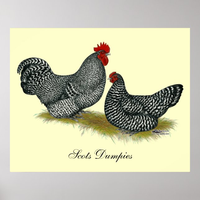 Scots Dumpy Chickens Poster (Front)