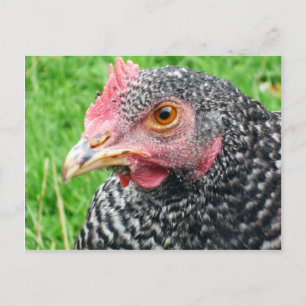 Scots Grey Hen - Poultry Postcard