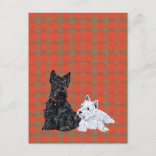 Scottie Adult & Westie Puppy Postcard