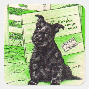 Scottie dog by special delivery square sticker