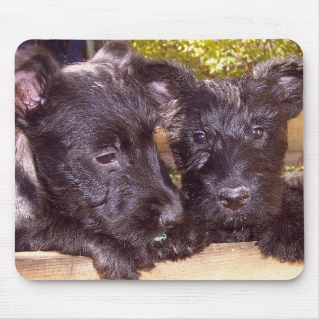 Scottie Pups Mouse Mat (Front)