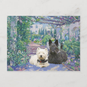 Scottie & Westie in Cosy Garden Postcard