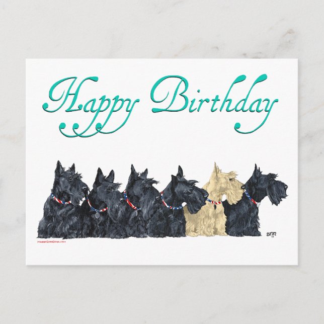 Scotties All in a Row Postcard (Front)