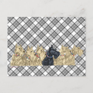 Scotties All in a Row Postcard