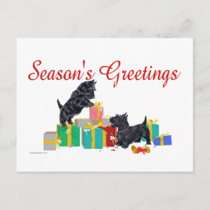 Scotties Sort the Christmas Gifts Holiday Postcard