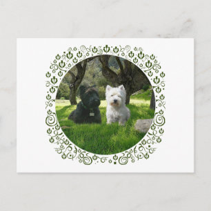 Scottish and West Highland Terriers Greenwood Postcard